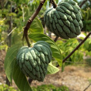 Fresh Atis Sugar Apple p/st